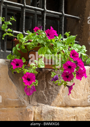 Géranium rose plantes croissant sur un rebord de fenêtre Banque D'Images