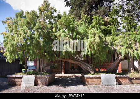 Le Tamarix chinensis arbre, village Baisha, près de Lijiang, Yunnan Province, China Banque D'Images