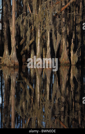 Cyprès chauve (Taxodium distichum) montrant la réflexion en Louisiane Marais - Louisiane - USA Banque D'Images