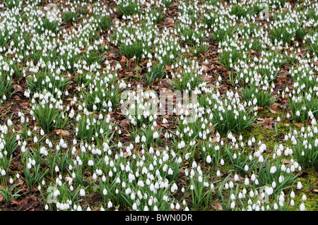 S ARNOTT SNOWDROP GALANTHUS Banque D'Images