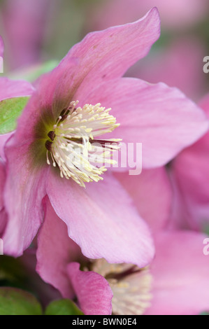 HELLEBORUS X HYBRIDUS WALBERTONS ROSEMARY Banque D'Images