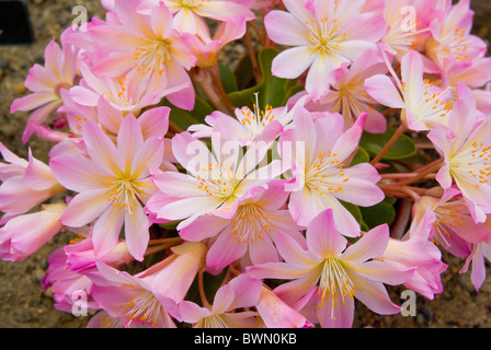 Lewisia Tweedyi Rosa Banque D'Images