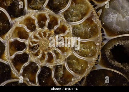 Ammonite fossile- Desmoceras spp. -Début du Crétacé supérieur - Stade de l'Albien - la Province de Mahajanga - Madagascar Banque D'Images