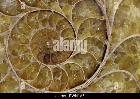 Ammonite fossile- Desmoceras spp. -Début du Crétacé supérieur - Stade de l'Albien - la Province de Mahajanga - Madagascar Banque D'Images