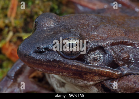 Grenouille des bois (Rana sylvatica) (Lithobates sylvaticus) portrait au début du printemps- New York - Etats-Unis Banque D'Images