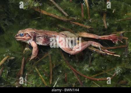 Grenouille des bois (Rana sylvatica) (Lithobates sylvaticus) début du printemps- New York - USA - morte victime possible du champignon chytride Banque D'Images