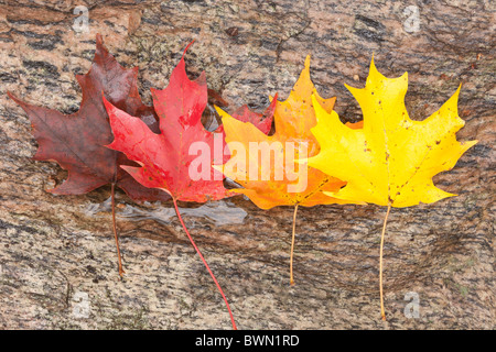 Les feuilles d'érable à sucre montrant les variations de couleur en automne. Banque D'Images