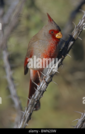 Pyrrhuloxia Cardinalis sinuatus Arizona mâle sur l'ocotillo Banque D'Images