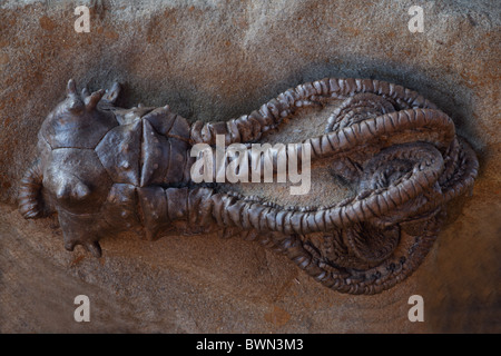 Crinoïde fossile (Jimbacrinus bostocki) - Début du Permien - Gascoyne Junction - Ouest de l'Australie Banque D'Images