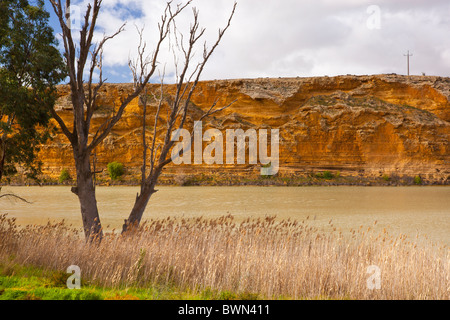 La lumière de l'après-midi sur les falaises d'or et un arbre mort sur la rivière Murray à Walker Télévision Banque D'Images