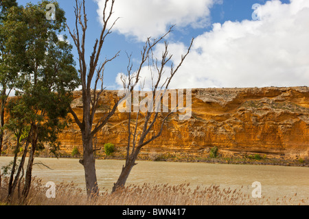 La lumière de l'après-midi sur les falaises d'or et un arbre mort sur la rivière Murray à Walker Télévision Banque D'Images