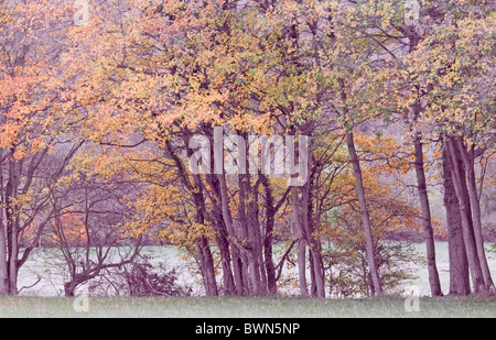 Rangée d'arbres en automne ou à l'automne avec la coloration d'automne pastel sur bord de champ Banque D'Images