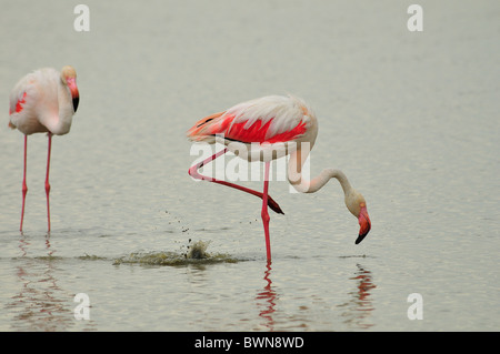 Flamencos en Doñana Banque D'Images