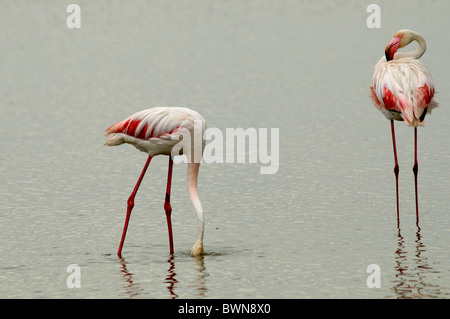 Flamencos en Doñana Banque D'Images