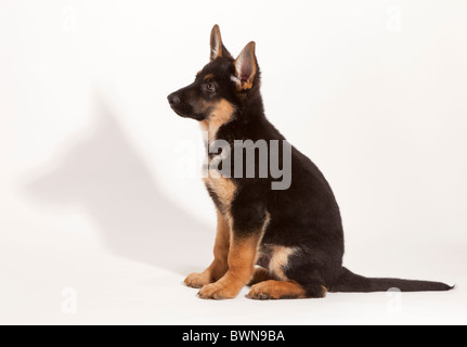 Berger allemand chiot à onze semaines Banque D'Images