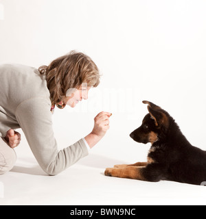 Une semaine de formation onze vieux berger allemand chiot à se coucher Banque D'Images