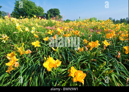 Jardin Kingsbrae à St. Andrews, Nouveau-Brunswick, les Maritimes, Canada. Banque D'Images