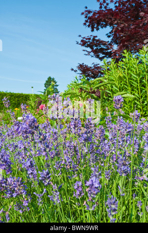 Jardin Kingsbrae à St. Andrews, Nouveau-Brunswick, les Maritimes, Canada. Banque D'Images