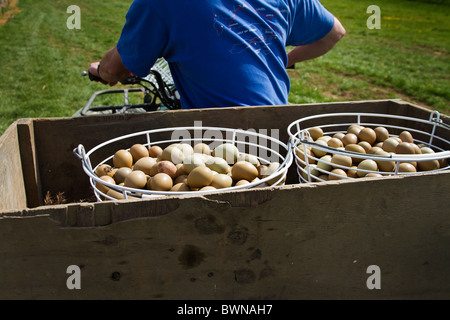 Prendre garde-chasse faisans oeufs hors de l'incubateur sur le quad bike Banque D'Images