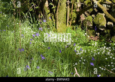 Jacinthes et une plus grande printemps stellaire à Eskdale Boot Lake District Cumbria England Banque D'Images