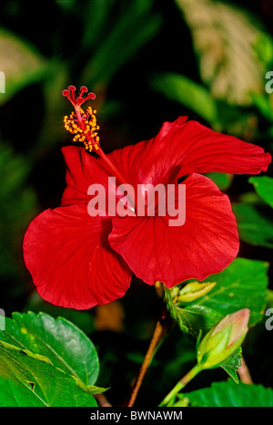 Hibiscus Hibiscus chinois rosa-sinensis Chine rose fleur chaussures Malvaceae Madagascar plantes fleur rose ... Banque D'Images