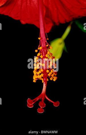 Hibiscus Hibiscus chinois rosa-sinensis Chine rose fleur chaussures Malvaceae Madagascar plantes fleur rose ... Banque D'Images