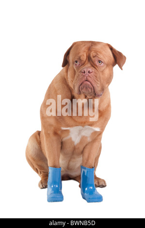 Peur dogue de Bordeaux avec des bottes en caoutchouc bleu Banque D'Images