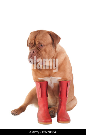 Dogue de Bordeaux portant des bottes en caoutchouc rouge Banque D'Images