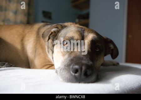 Fatigué de chien à la maison. Banque D'Images