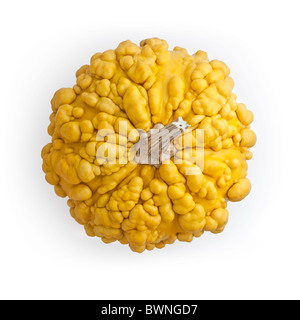 Une gourde (Cucurbita pepo var. verrucosa) photographié en studio sur un fond blanc. Fléau verruqueuse sur fond blanc. Banque D'Images