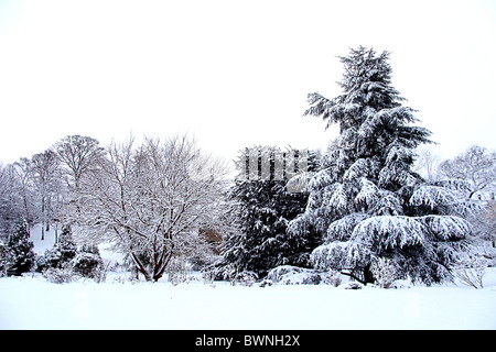 Rarement vu des couvertures de neige la nuit les arbres dans le village de Cossington Polden Hills dans le Somerset, England, UK Banque D'Images