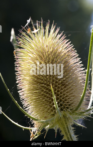 Chef de semences (Dipsacus fullonum Cardère sauvage), abri pour peu d'araignées ; Alblasserdam, South-Holland, Pays-Bas Banque D'Images