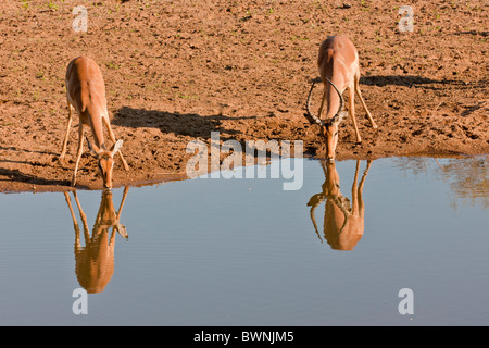 Deux l'Impala (Aepyceros melampus) boire à un trou d'eau. La photo a été prise dans le parc national Kruger, Afrique du Sud. Banque D'Images