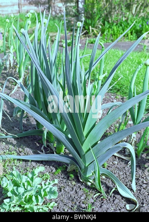 De plus en plus des poireaux dans un potager Banque D'Images