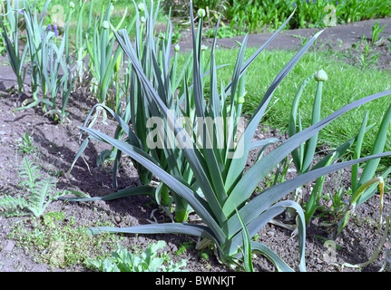 De plus en plus des poireaux dans un potager Banque D'Images