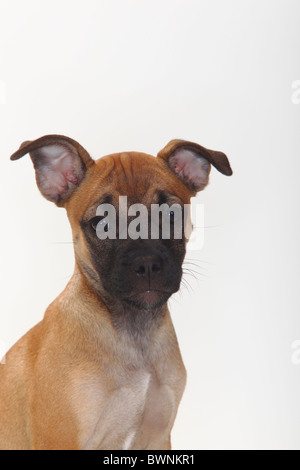 Mixed Breed Dog, minet, 12 semaines / Pug croisé Banque D'Images