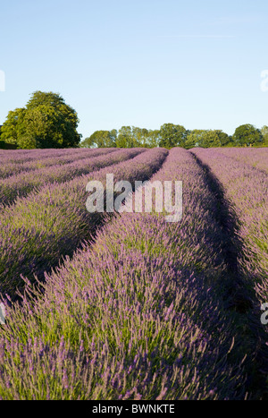 Champs de lavande à Hartley Park Farm, Alton, Hampshire, Angleterre Banque D'Images