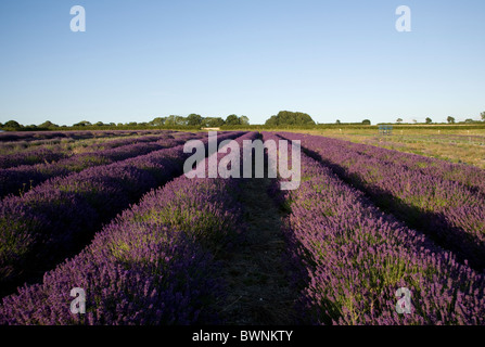 Champs de lavande à Hartley Park Farm, Alton, Hampshire, Angleterre Banque D'Images