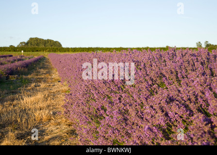 Champs de lavande à Hartley Park Farm, Alton, Hampshire, Angleterre Banque D'Images