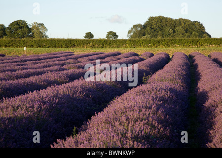 Champs de lavande à Hartley Park Farm, Alton, Hampshire, Angleterre Banque D'Images