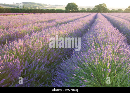 Champs de lavande à Hartley Park Farm, Alton, Hampshire, Angleterre Banque D'Images