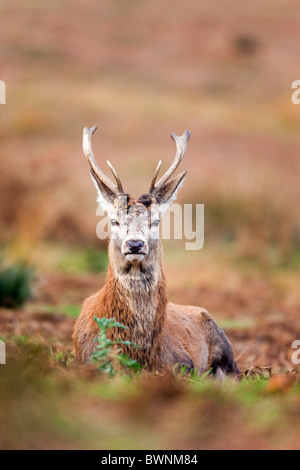 Red Deer, Cervus elaphus, stag ; automne Banque D'Images