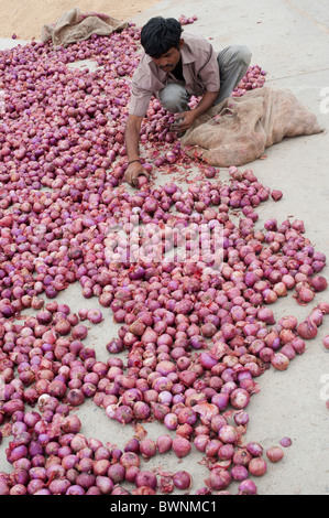 L'homme indien étaler les oignons rouges à un village indien marché. L'Andhra Pradesh, Inde Banque D'Images