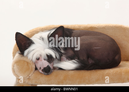 Chien Chinois à Crête, glabres, chiot, mâle, 4 mois Banque D'Images