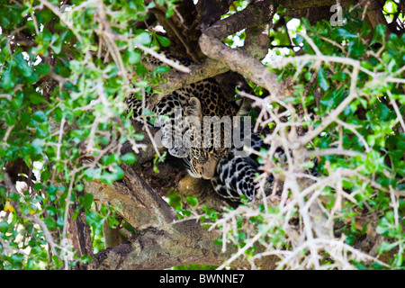 Leopard dormir dans un arbre, Masai Mara, Kenya Banque D'Images