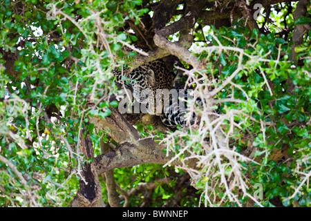 Leopard dormir dans un arbre, Masai Mara, Kenya Banque D'Images