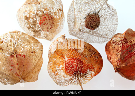 Le squelette les coupelles de semences de Physalis alkekengi ou lampe chinoise, studio image. Banque D'Images