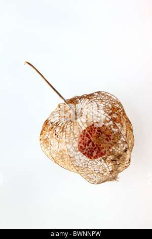 Le squelette les coupelles de semences de Physalis alkekengi ou lampe chinoise, studio image. Banque D'Images