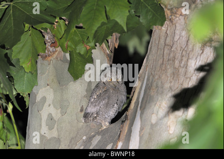 Scops owl - hibou scops eurasien - (Otus scops européenne scops) ayant quitté le nid en attente d'un adulte d'être nourri Banque D'Images