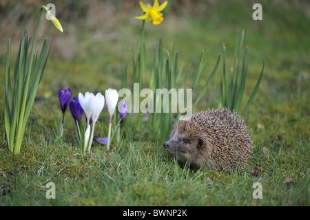 Hérisson d'Europe occidentale (Erinaceus europaeus) Balade en gazon fleuri au printemps (crocus et jonquilles) dans un jardin de ville au printemps Banque D'Images